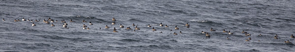 小斑背潛鴨 - ML646694607