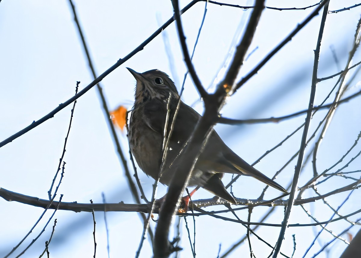 Zorzalito Colirrufo - ML646694608