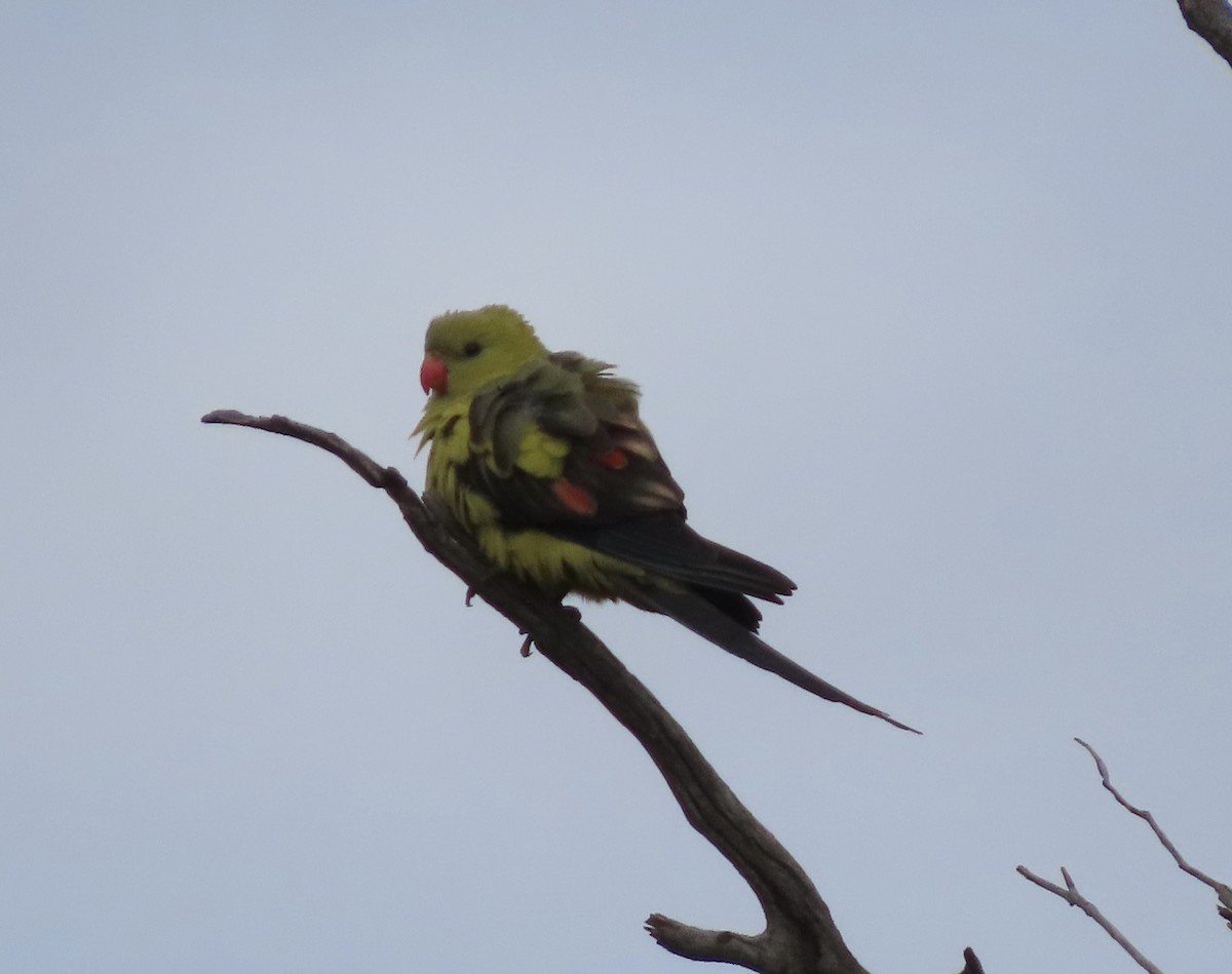 Regent Parrot - ML646694613