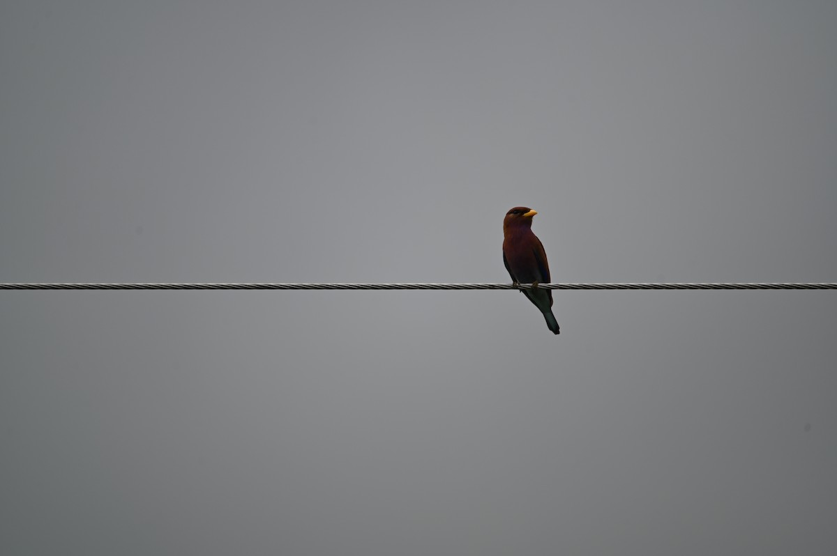 Broad-billed Roller - ML646694616