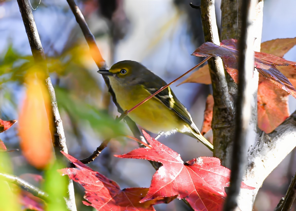 Vireo Ojiblanco - ML646694617