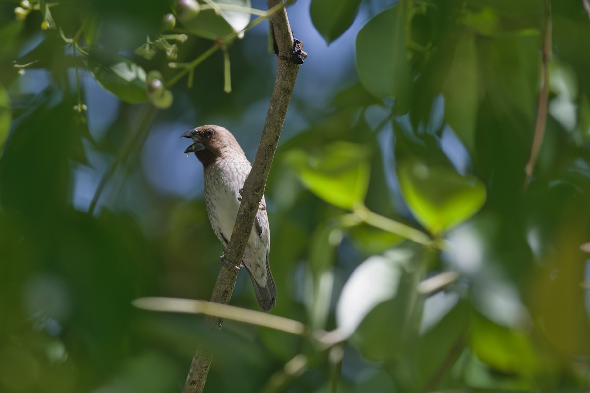 斑文鳥 - ML646694618