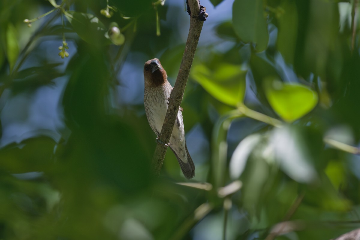 斑文鳥 - ML646694619