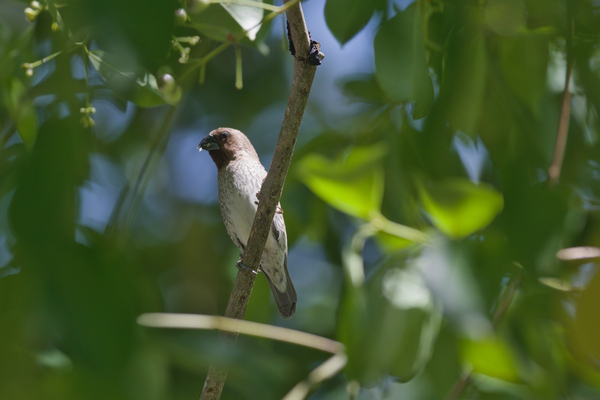 斑文鳥 - ML646694620