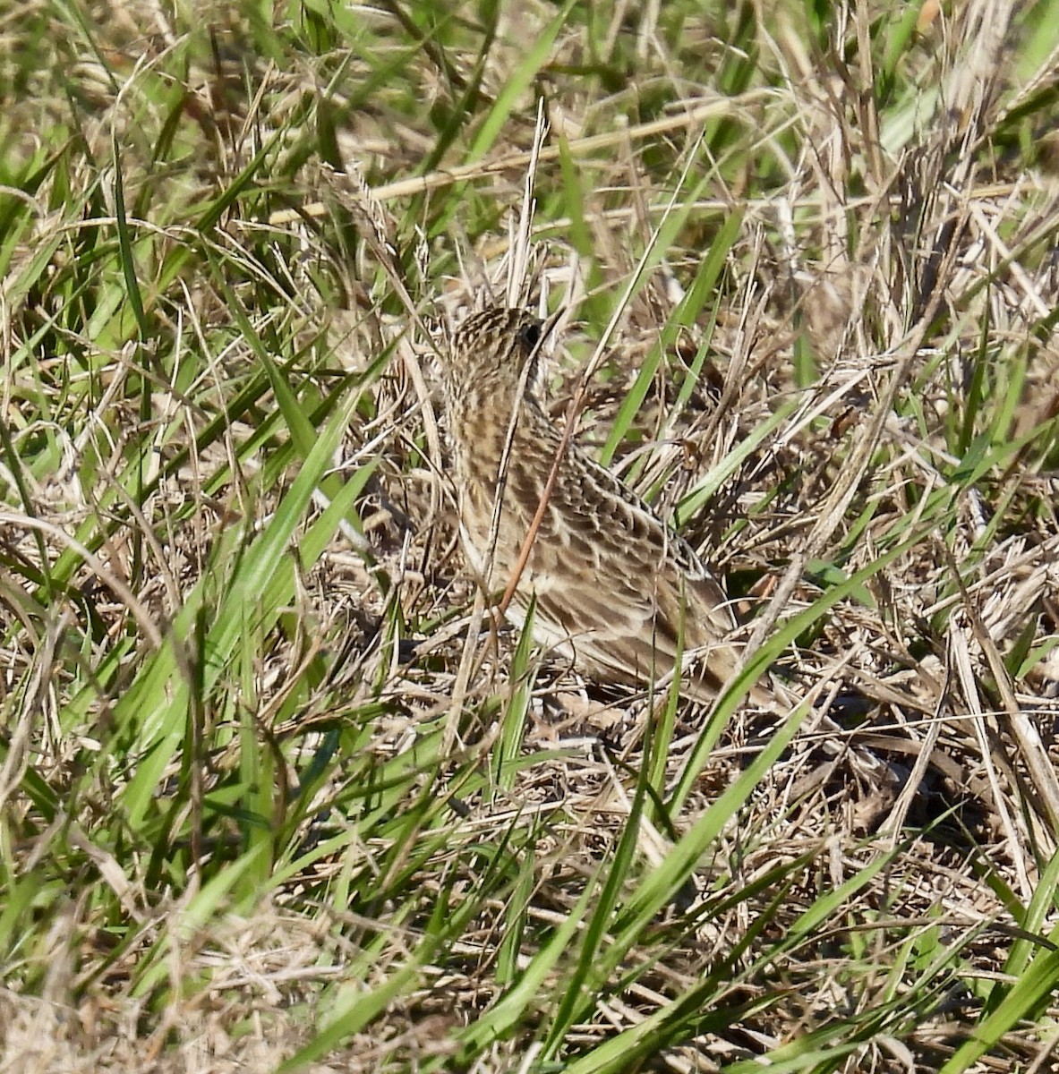 Sprague's Pipit - ML646694625