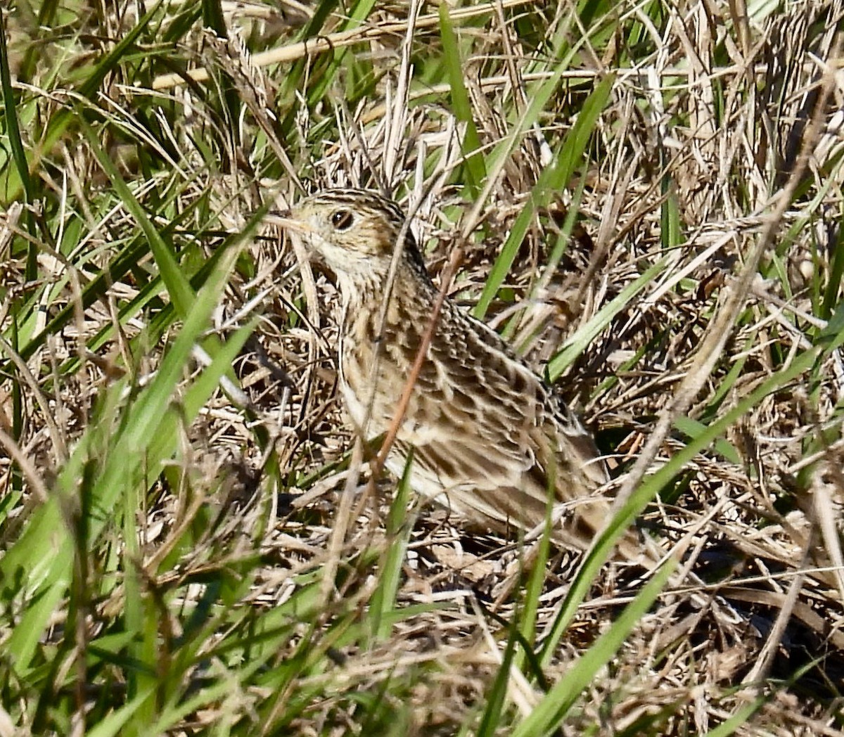 Sprague's Pipit - ML646694628