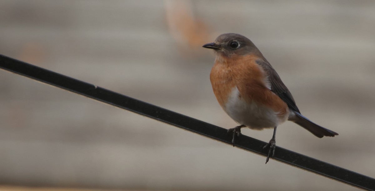 Eastern Bluebird - ML646694632