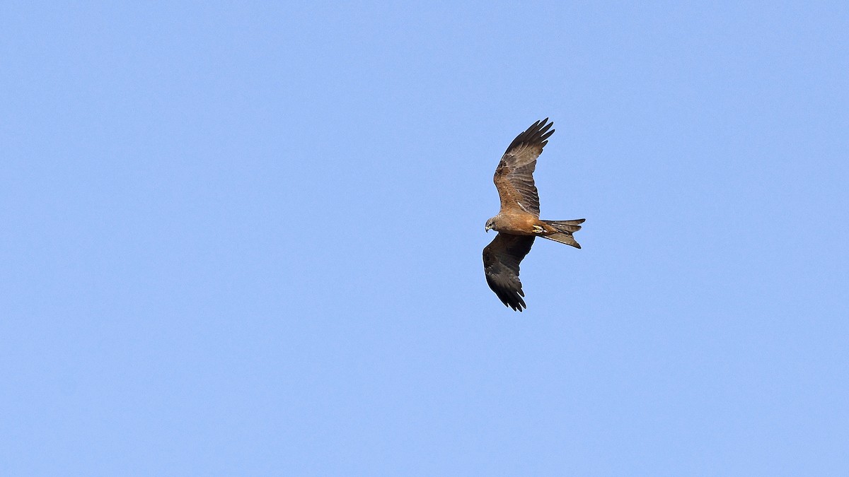 Miru beltza - ML646694633