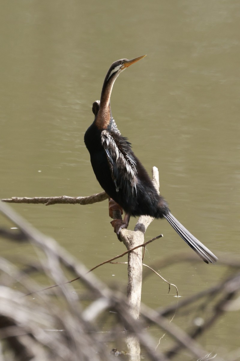 Anhinga d'Australie - ML646694634
