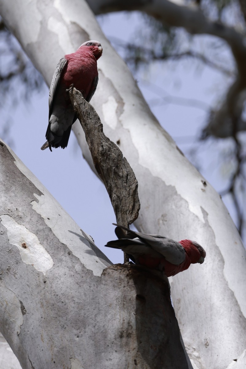 Cacatoès rosalbin - ML646694641
