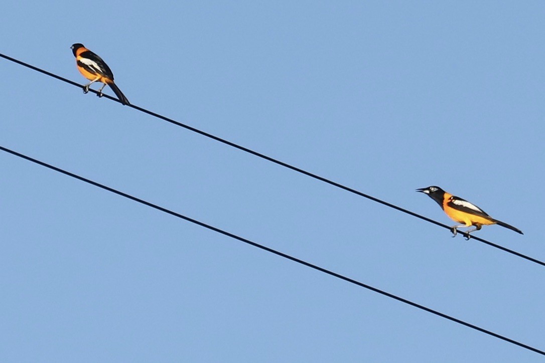 Трупіал венесуельський - ML646694643