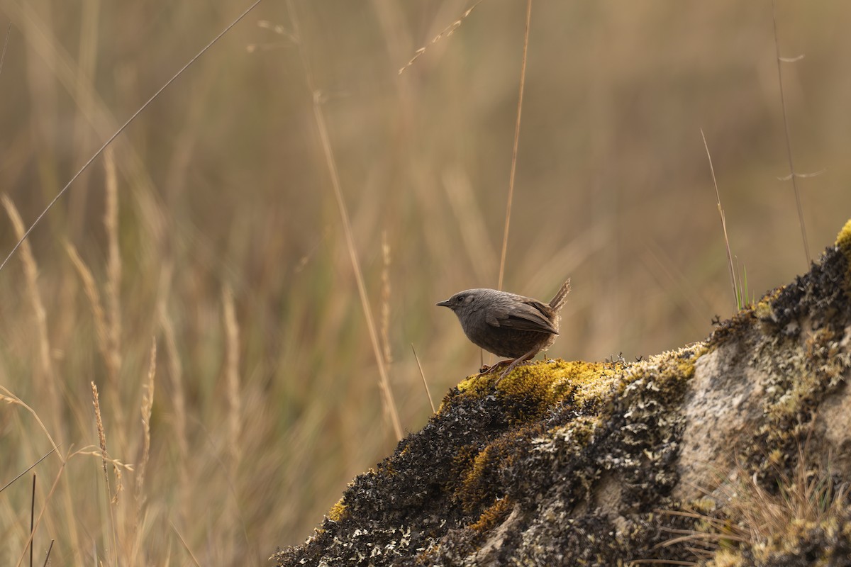 Jalca Tapaculo - ML646694644