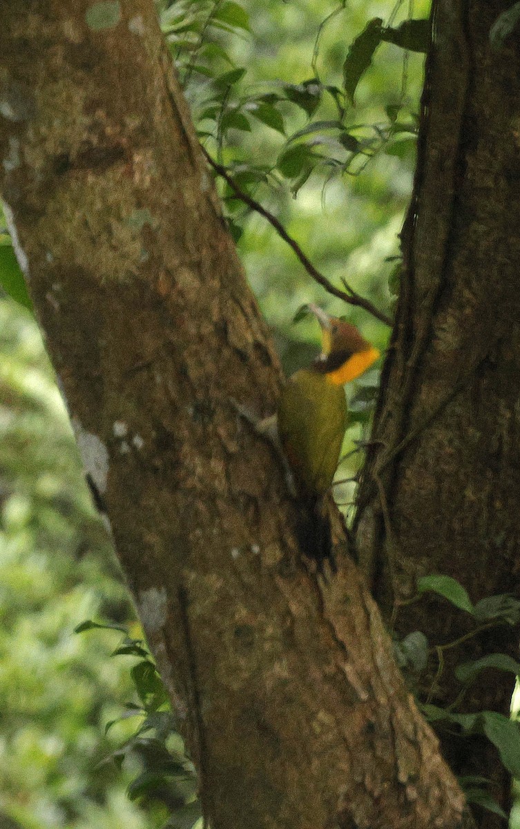 Greater Yellownape - ML646694646