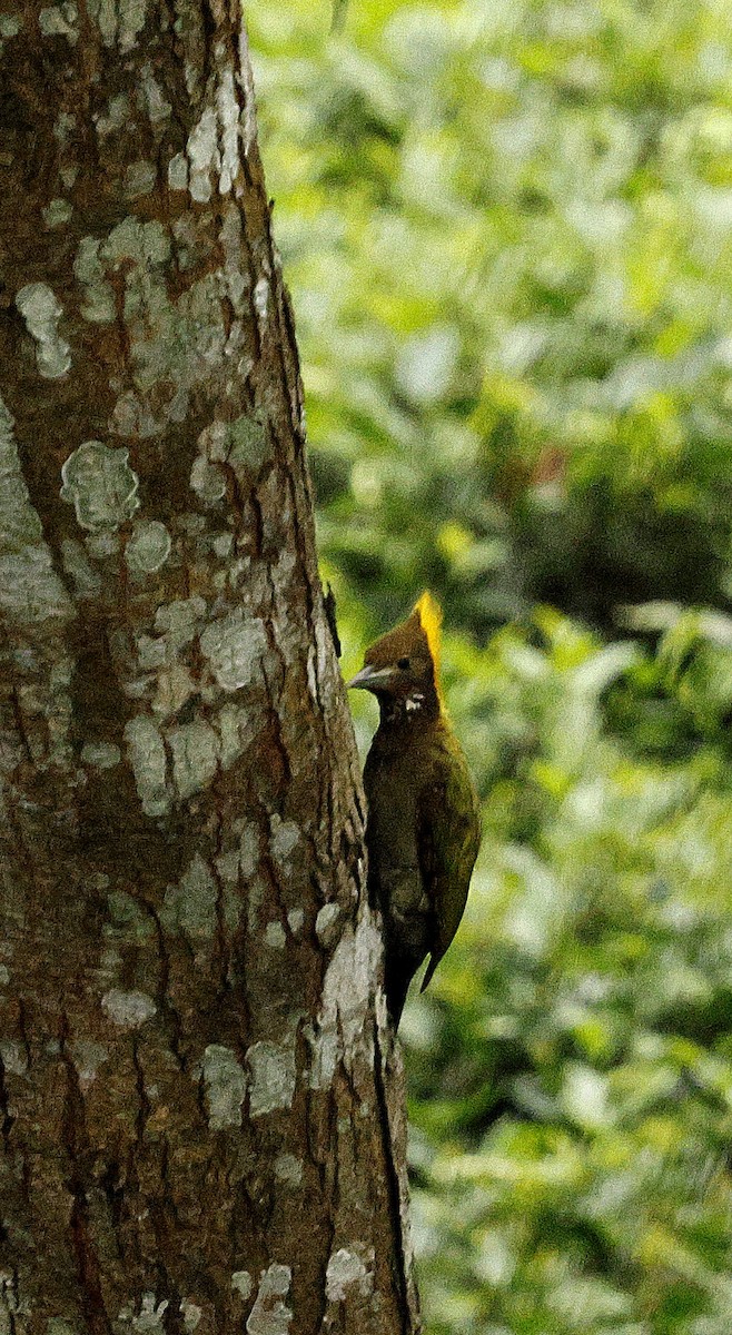 Greater Yellownape - ML646694648