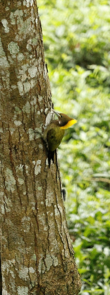 Greater Yellownape - ML646694650