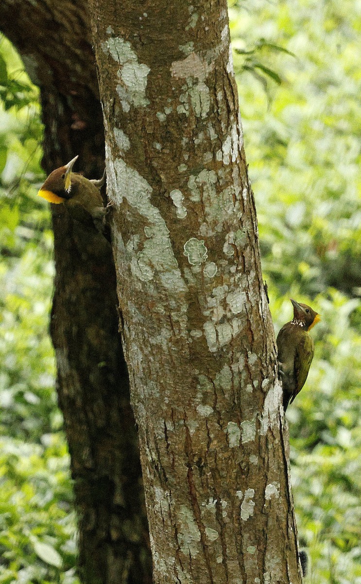 Greater Yellownape - ML646694652