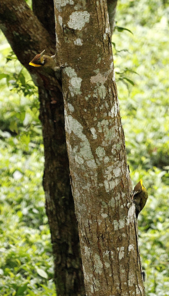 Greater Yellownape - ML646694653