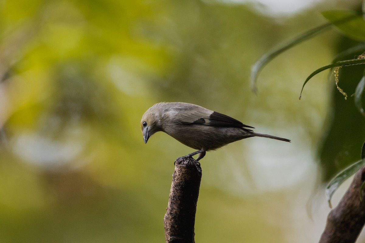 palmetanagar - ML646694654