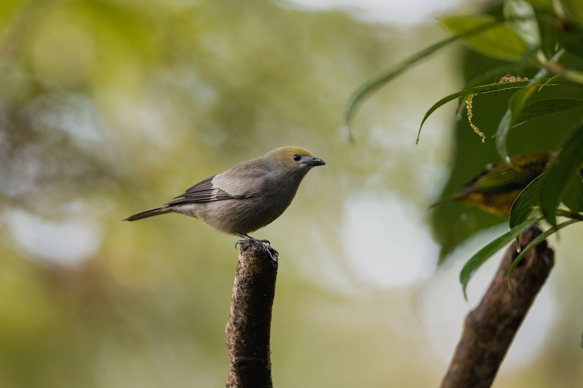 palmetanagar - ML646694655