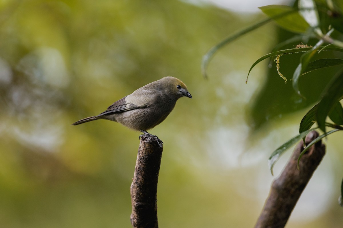 palmetanagar - ML646694656