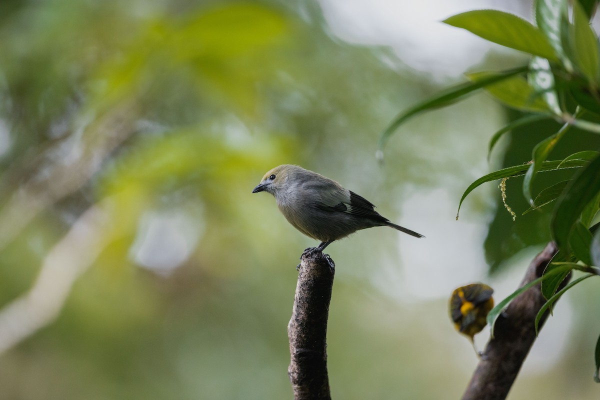 palmetanagar - ML646694657