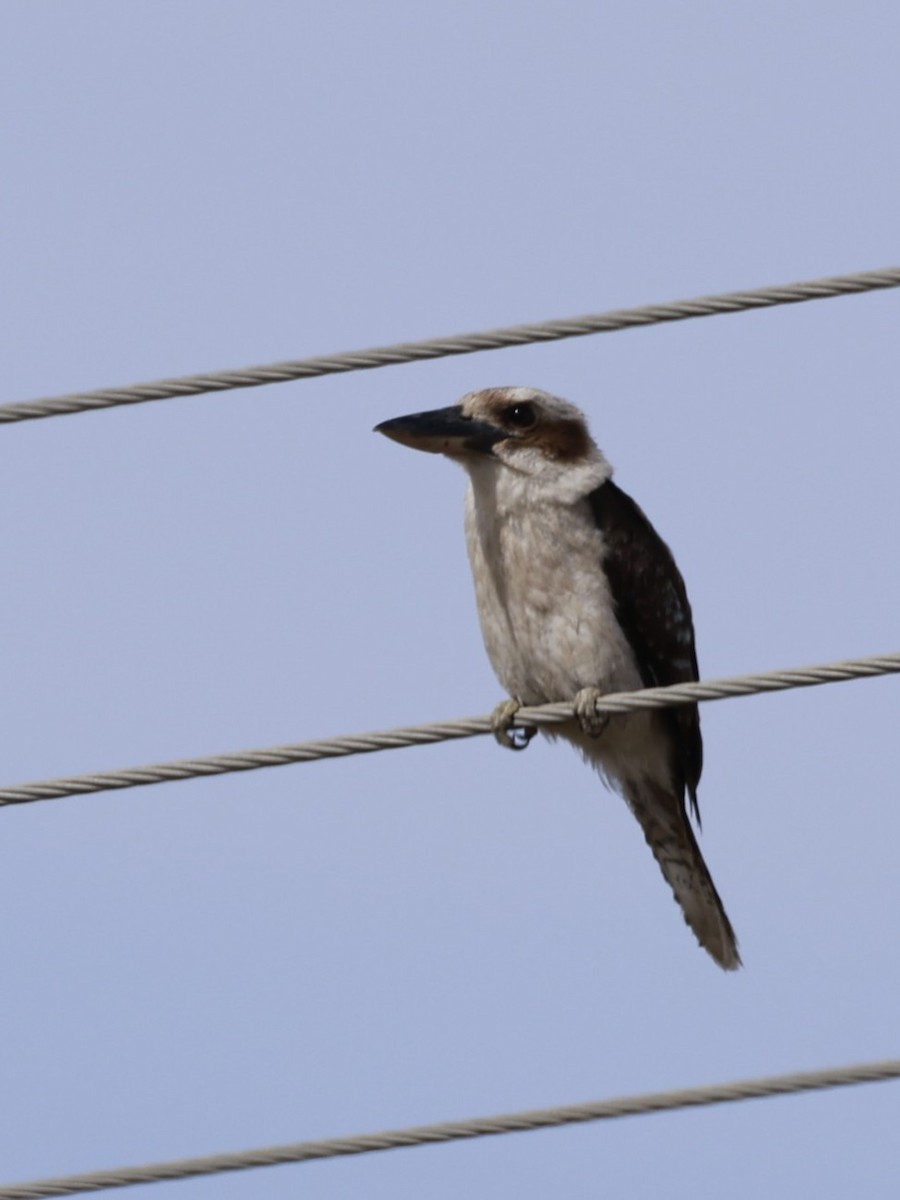 Martin-chasseur géant - ML646694658