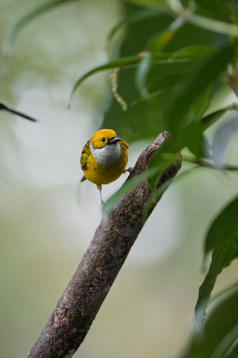Silver-throated Tanager - ML646694669