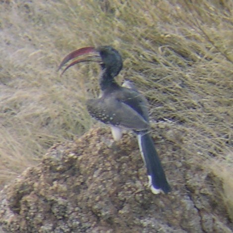 Monteiro's Hornbill - ML646694670