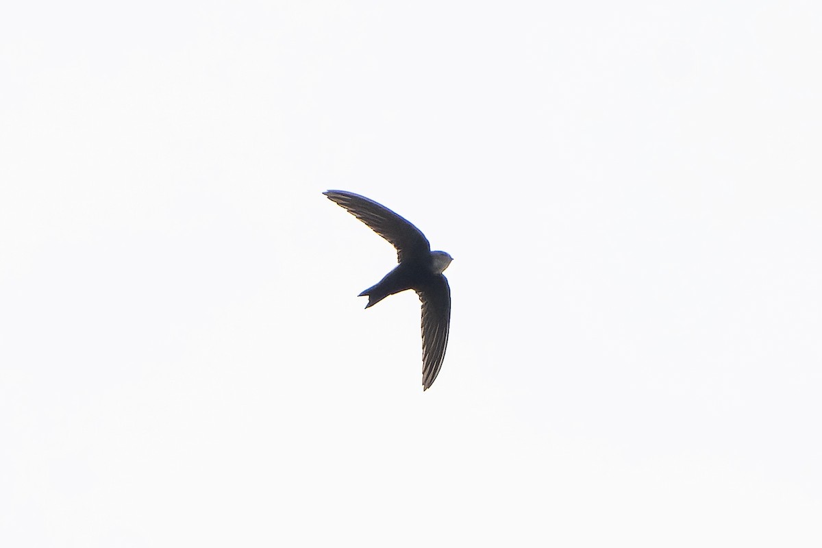 Horus Swift - ML646694674