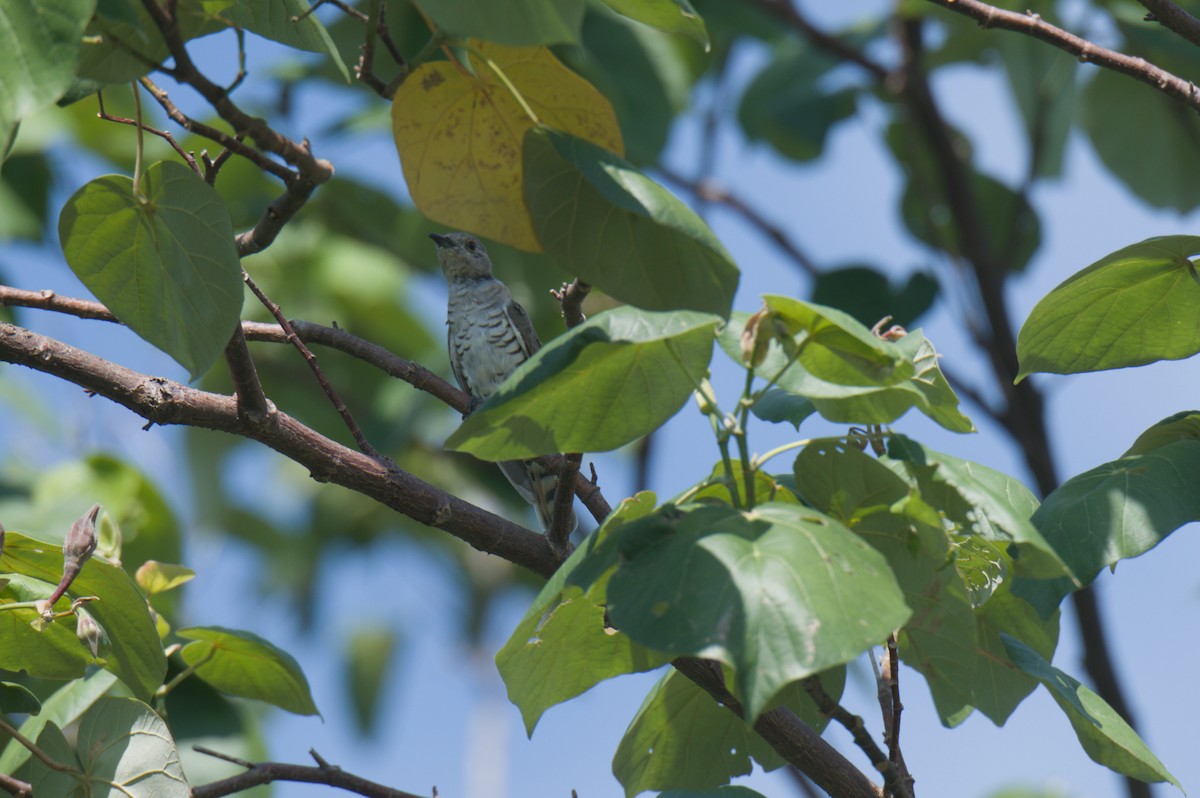 Little Bronze-Cuckoo - ML646694676