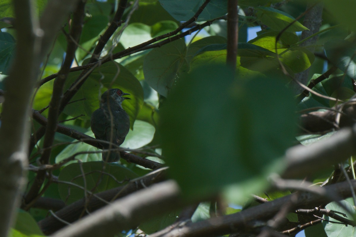 Little Bronze-Cuckoo - ML646694677