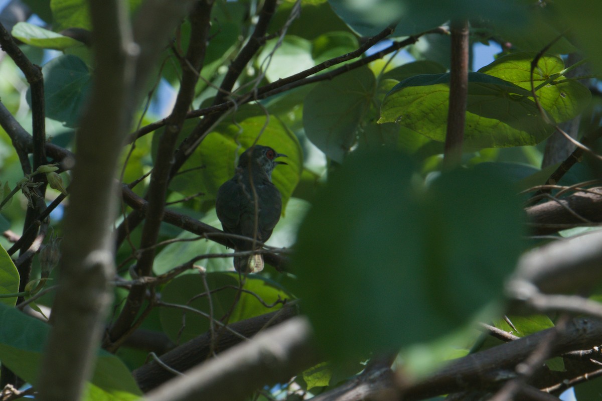 Little Bronze-Cuckoo - ML646694678