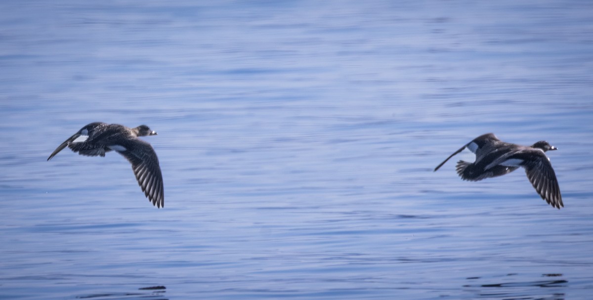 Indian Spot-billed Duck - ML646694680