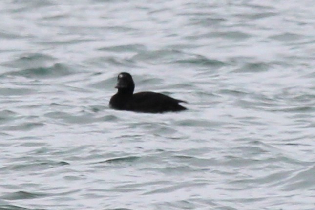 Surf Scoter - ML646694681