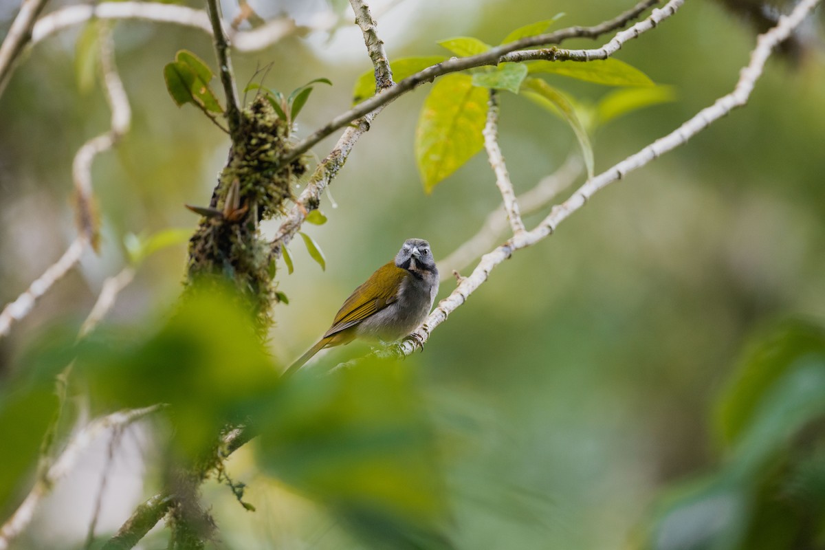 Buff-throated Saltator - ML646694682