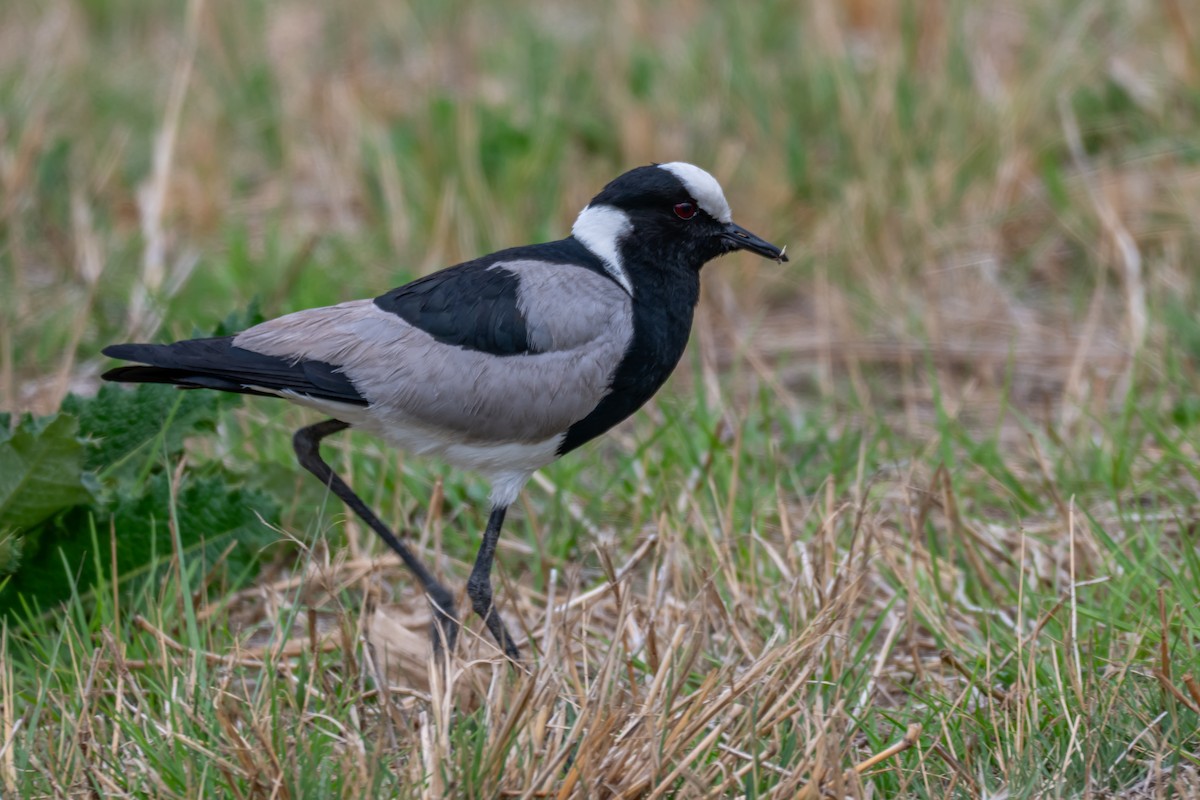 Blacksmith Lapwing - ML646694687