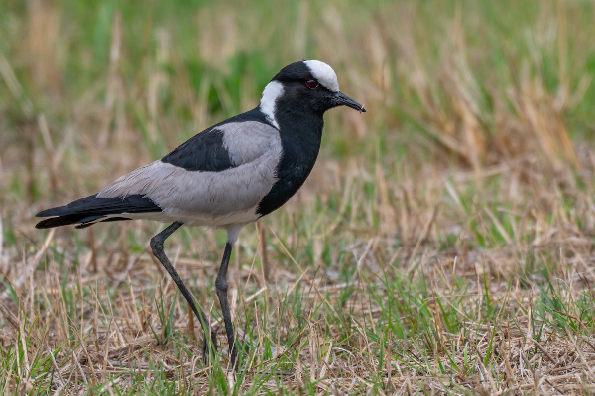 Blacksmith Lapwing - ML646694689