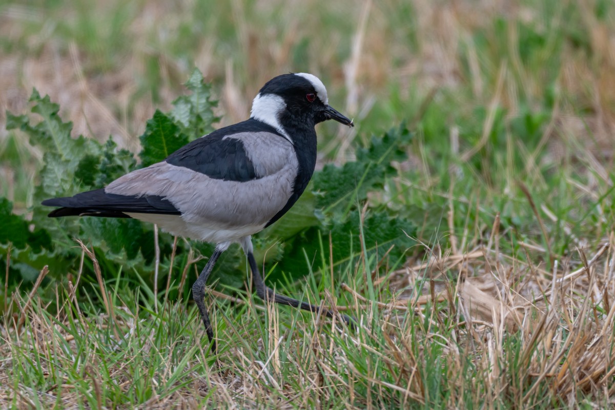 Blacksmith Lapwing - ML646694690