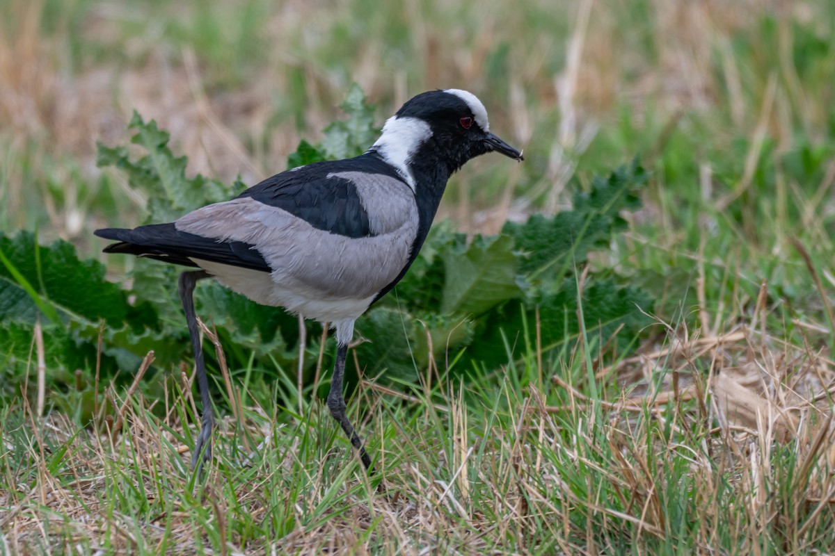 Blacksmith Lapwing - ML646694691