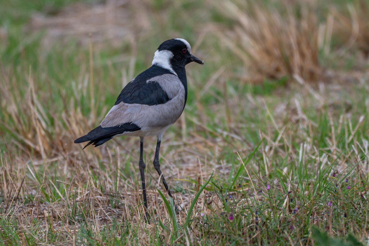 Blacksmith Lapwing - ML646694692