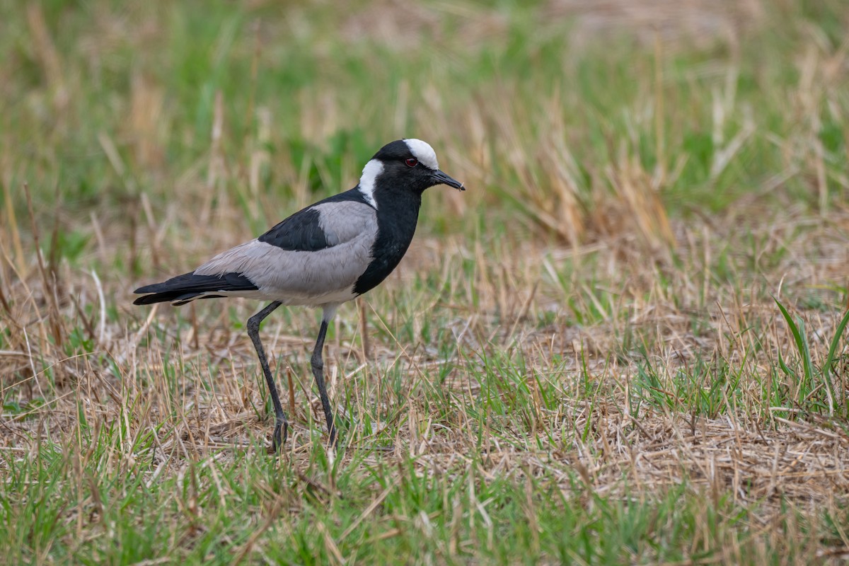 Blacksmith Lapwing - ML646694695
