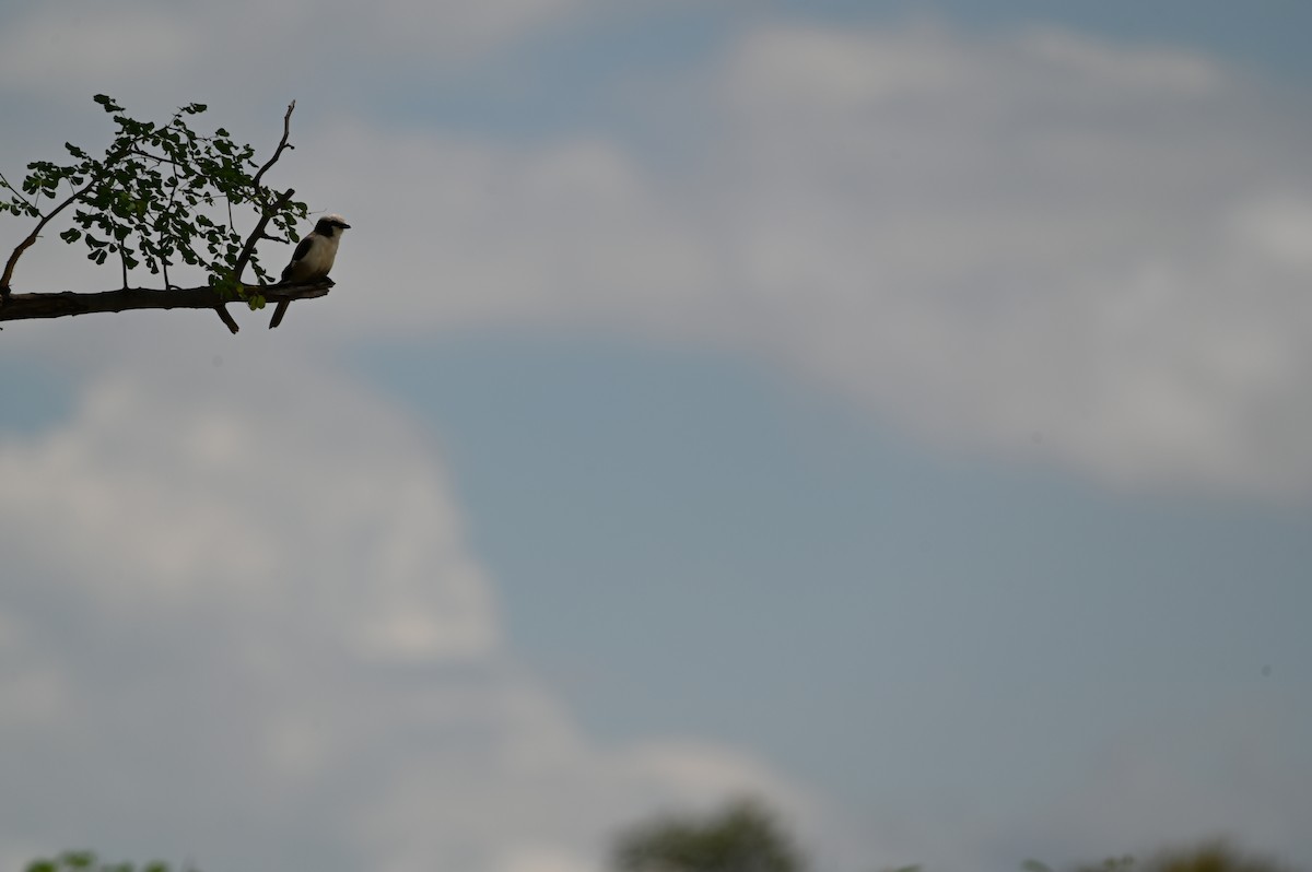 White-crowned Shrike - ML646694697