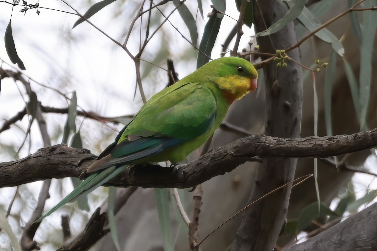 Perruche de Barraband - ML646694698