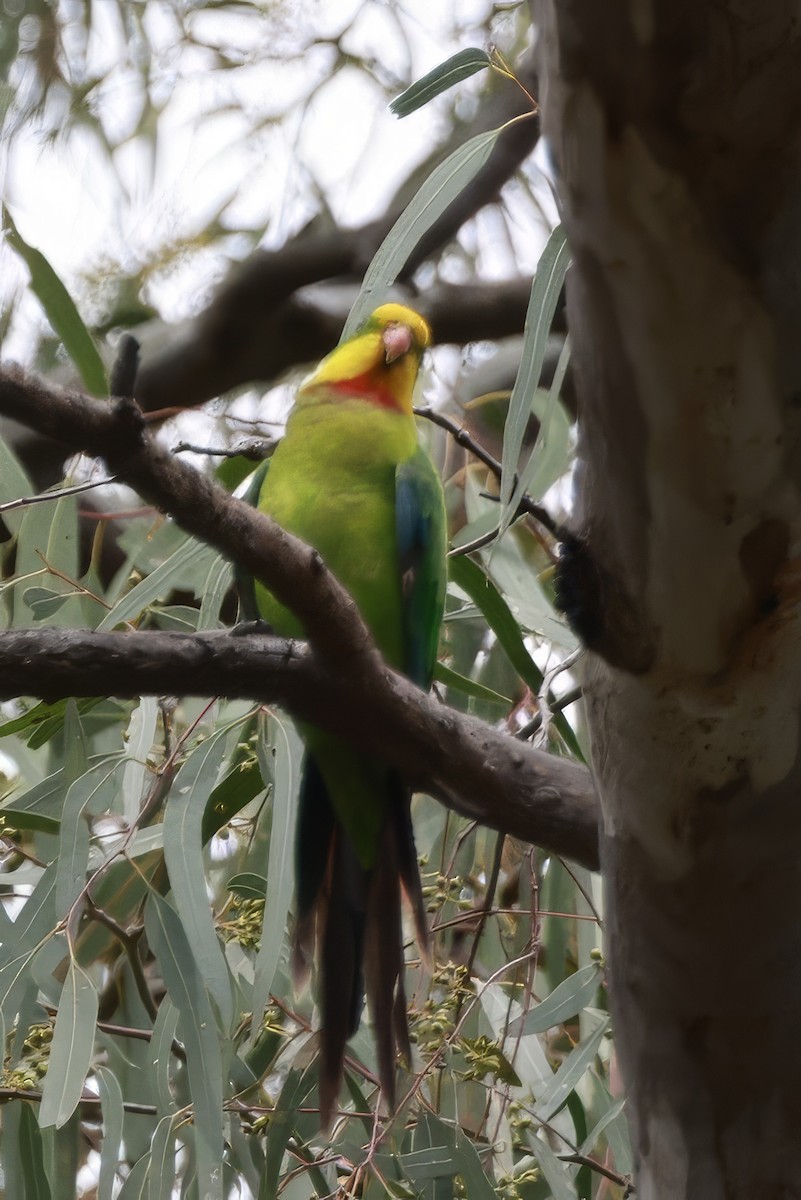 Perruche de Barraband - ML646694699