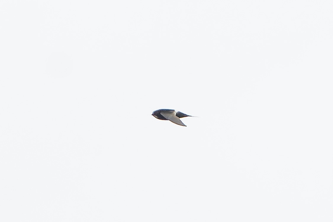 White-rumped Swift - ML646694701