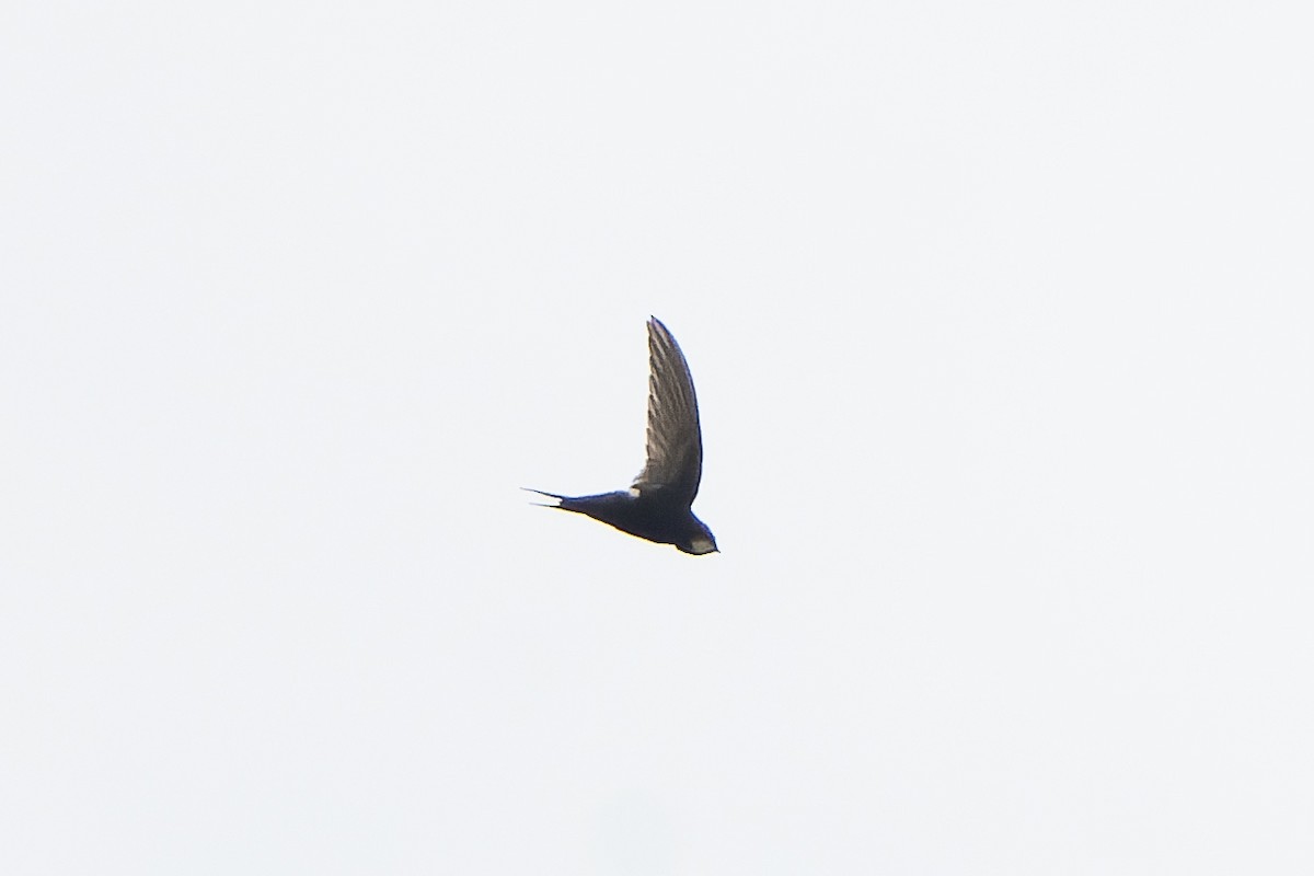 White-rumped Swift - ML646694702