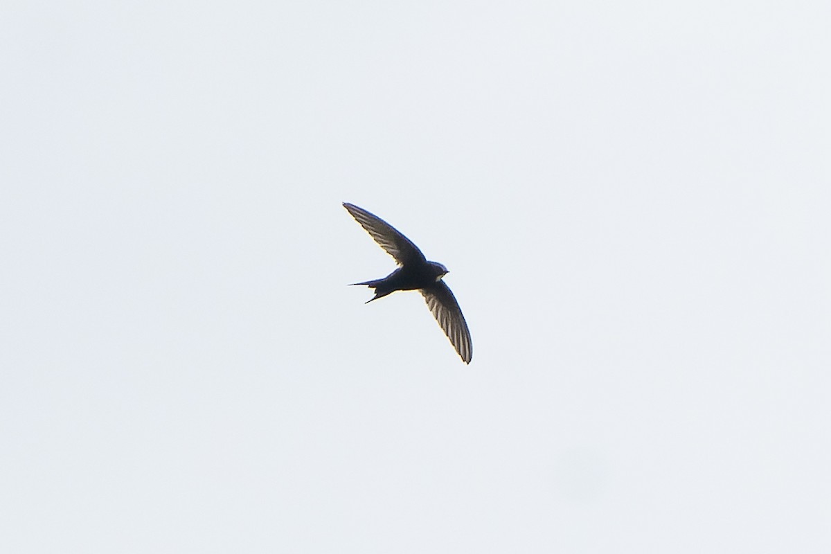 White-rumped Swift - ML646694704
