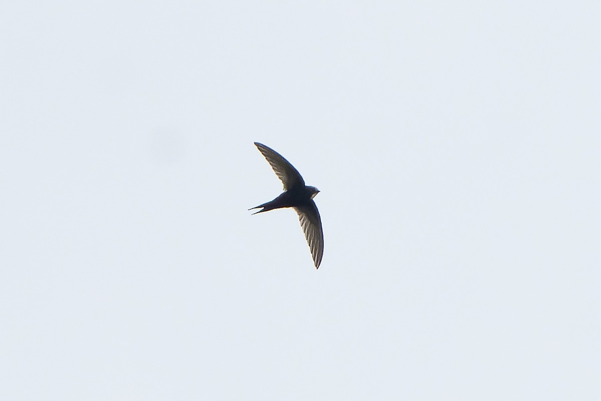 White-rumped Swift - ML646694705
