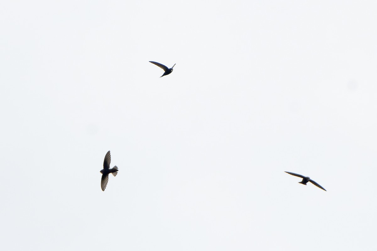 White-rumped Swift - ML646694706