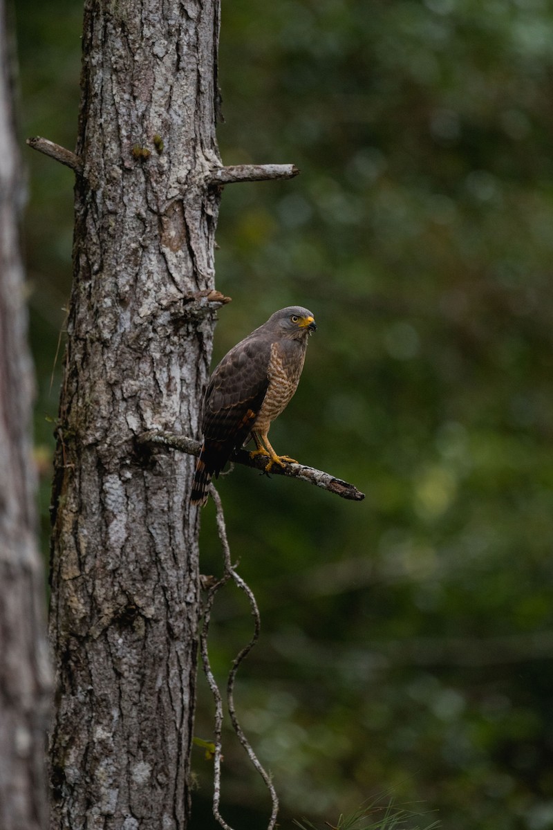 Roadside Hawk - ML646694707